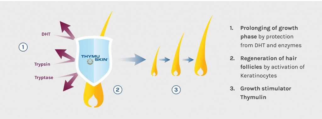 How does Thymuskin work | THYMUSKIN®